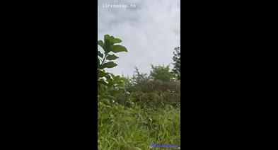 Sepasang Anak Esemah Nekat Blusukan Di Kebon Bokep Indo